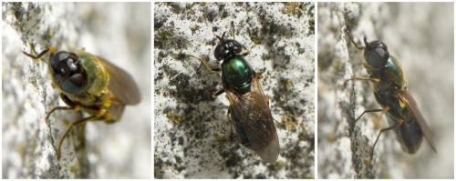 Chloromyia formosa